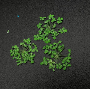 Дизайн для ногтей ZOO NAIL ART Сухоцветы «Любимые цветочки» №1677, 3 шт