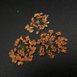 Дизайн для ногтей ZOO NAIL ART Сухоцветы «Любимые цветочки» №1676, 3 шт